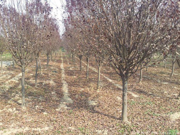 紫葉李圖片基地實拍 紫葉李圖片基地實拍