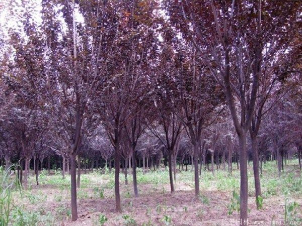 紫葉李圖片基地實拍 紫葉李圖片基地實拍