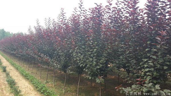 紫葉李圖片基地實拍 紫葉李圖片基地實拍