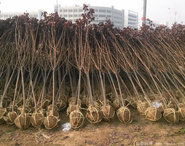 紫葉李圖片基地實拍 紫葉李圖片基地實拍