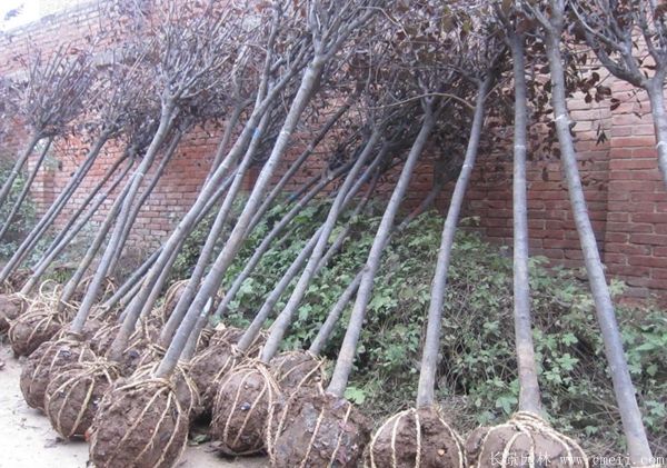 紫葉李圖片基地實拍 紫葉李圖片基地實拍