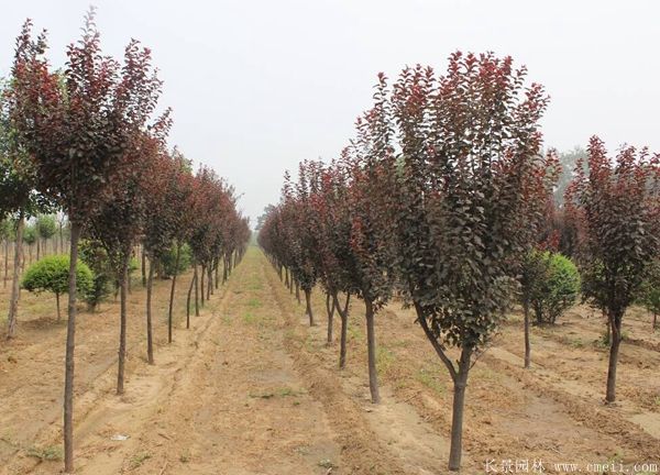 紫葉李圖片基地實拍 紫葉李圖片基地實拍