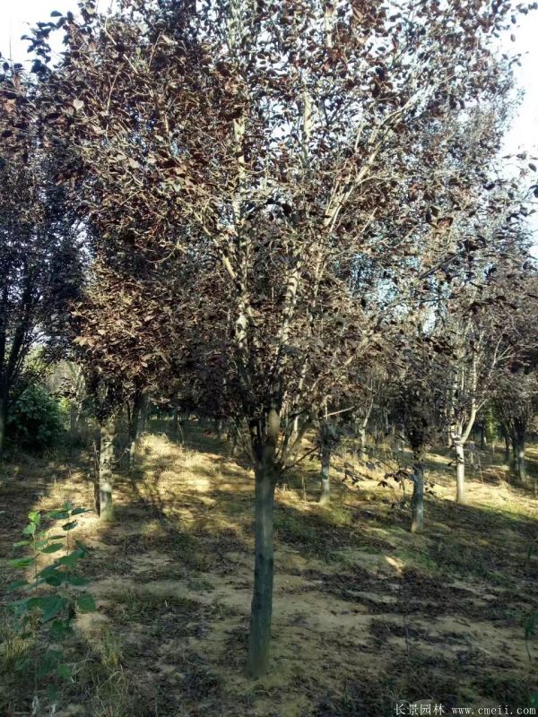 紫葉李圖片基地實拍 紫葉李圖片基地實拍