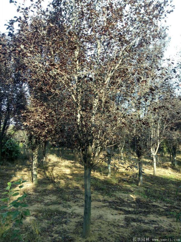 紫葉李圖片基地實拍 紫葉李圖片基地實拍