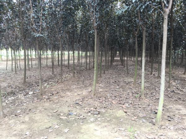 紫葉李圖片基地實拍 紫葉李圖片基地實拍