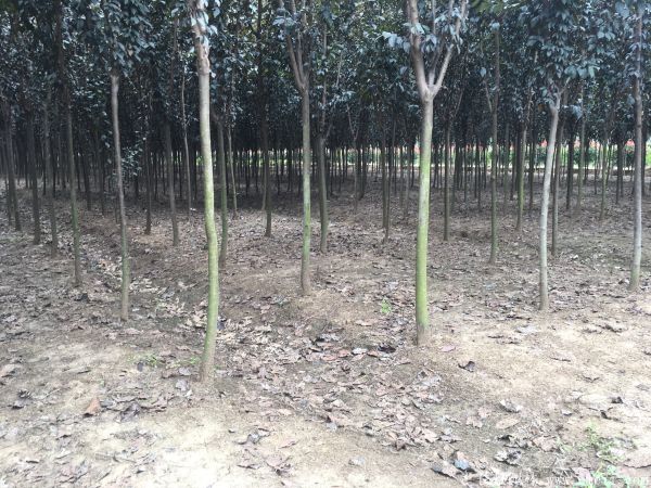 紫葉李圖片基地實拍 紫葉李圖片基地實拍