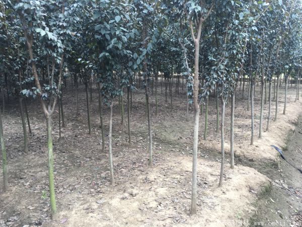 紫葉李圖片基地實拍 紫葉李圖片基地實拍