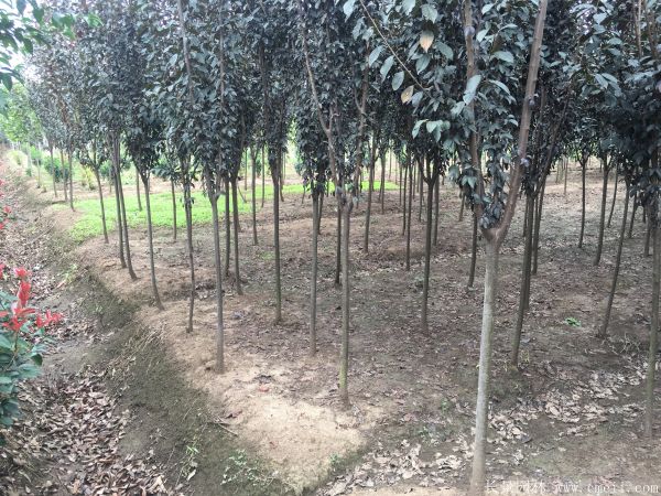 紫葉李圖片基地實拍 紫葉李圖片基地實拍