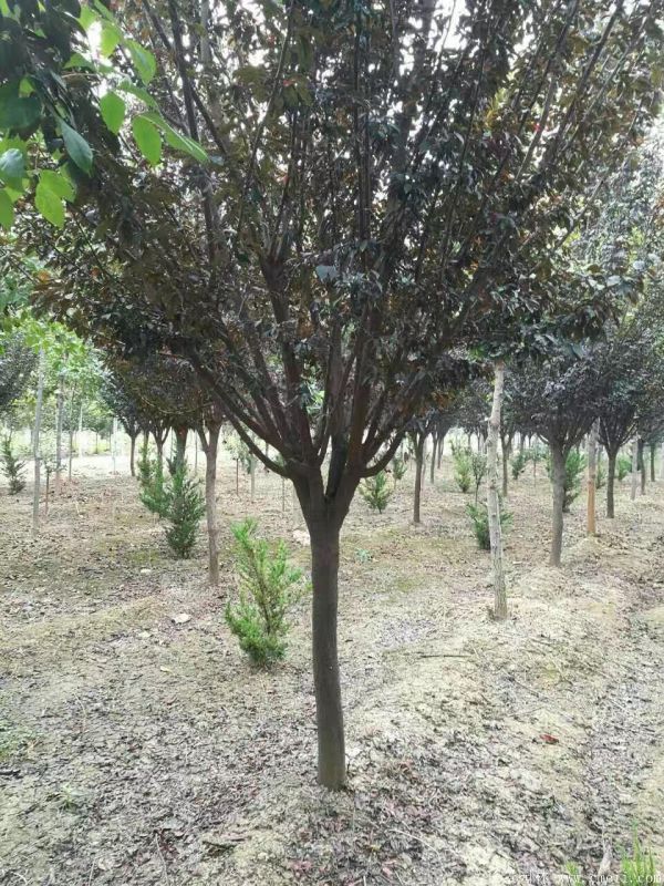 紫葉李圖片基地實拍 紫葉李圖片基地實拍