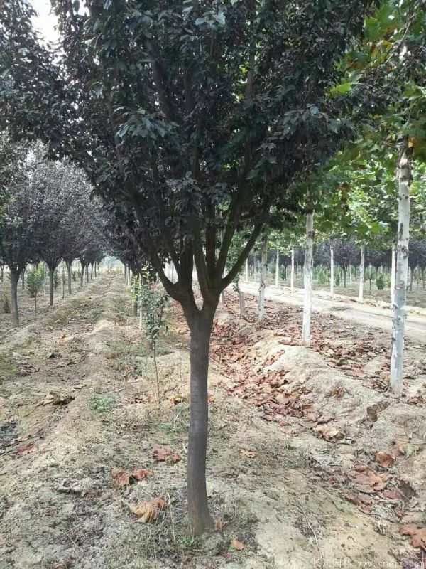 紫葉李圖片基地實拍 紫葉李圖片基地實拍