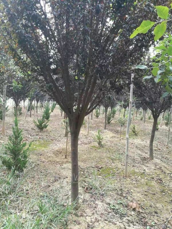 紫葉李圖片基地實拍 紫葉李圖片基地實拍