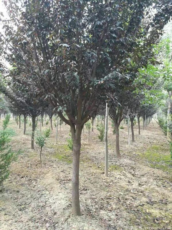 紫葉李圖片基地實拍 紫葉李圖片基地實拍