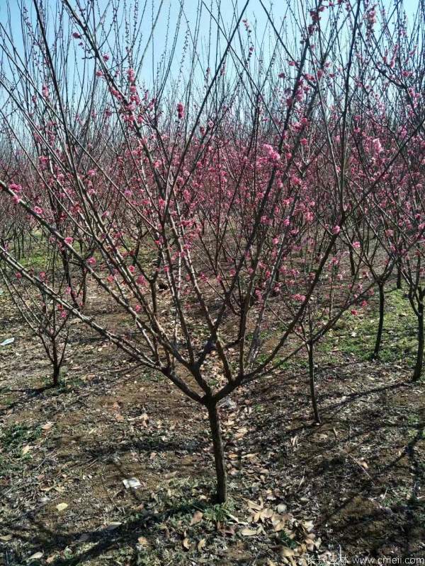 紅梅樹紅梅花圖片基地實拍 紅梅樹紅梅花圖片基地實拍