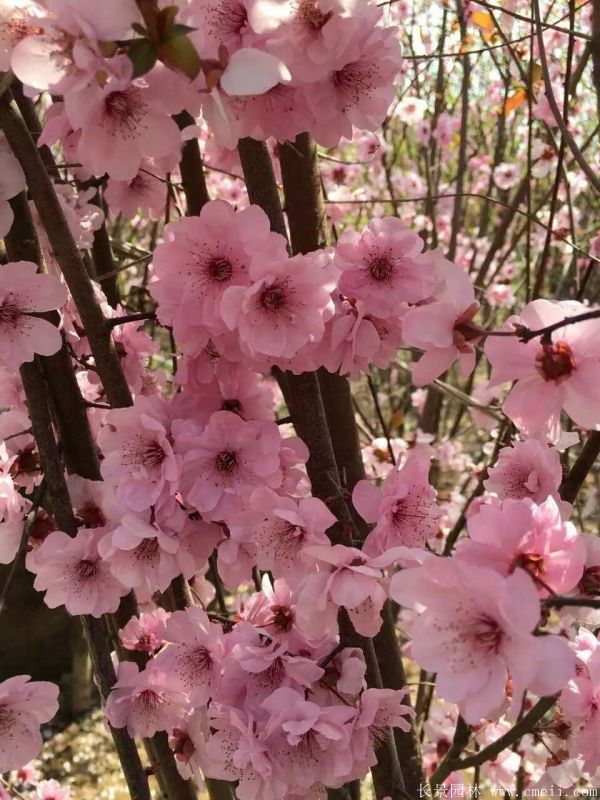 美人梅圖片基地實拍 美人梅圖片基地實拍