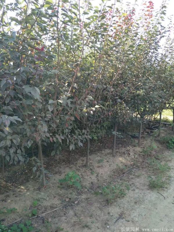 美人梅圖片基地實拍 美人梅圖片基地實拍