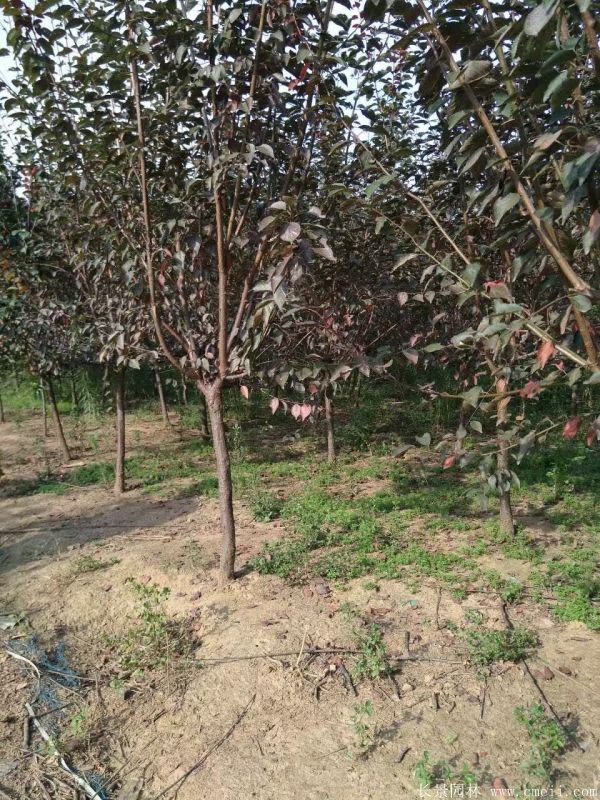 美人梅圖片基地實拍 美人梅圖片基地實拍