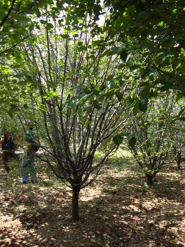 木瓜海棠 木瓜海棠