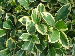 「金邊黃楊小苗」最新金邊黃楊小苗_價格_圖片