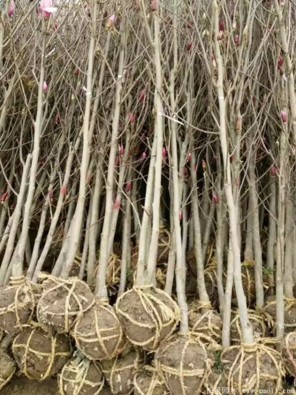 紫玉蘭小苗圖片基地實拍