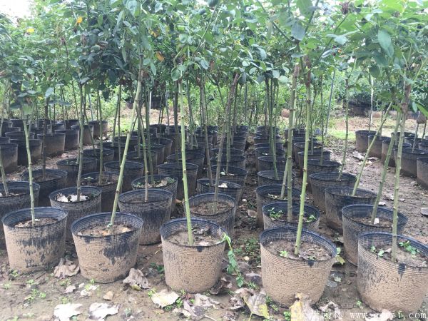 樹(shù)狀月季圖片基地實(shí)拍 樹(shù)狀月季圖片基地實(shí)拍