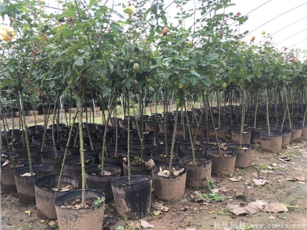 樹(shù)狀月季圖片基地實(shí)拍 樹(shù)狀月季圖片基地實(shí)拍