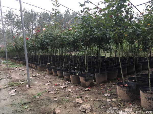 樹(shù)狀月季圖片基地實(shí)拍 樹(shù)狀月季圖片基地實(shí)拍