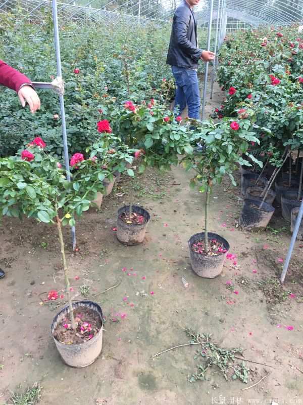 樹(shù)狀月季圖片基地實(shí)拍 樹(shù)狀月季圖片基地實(shí)拍