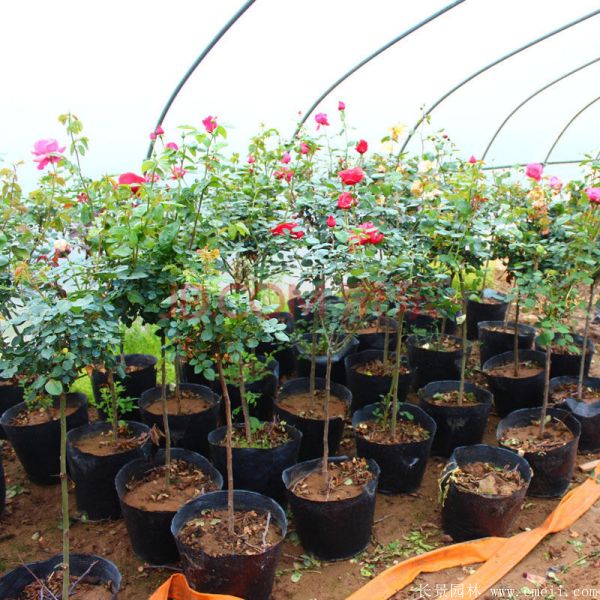 樹(shù)狀月季圖片基地實(shí)拍 樹(shù)狀月季圖片基地實(shí)拍