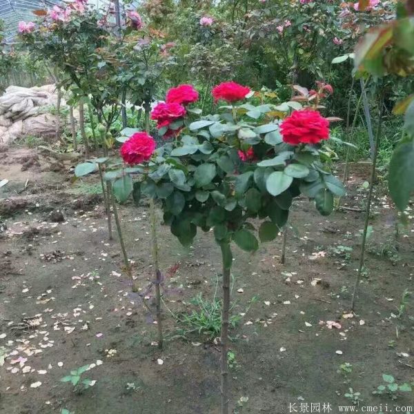 樹(shù)狀月季圖片基地實(shí)拍 樹(shù)狀月季圖片基地實(shí)拍