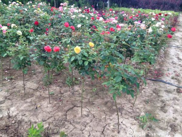 樹(shù)狀月季圖片基地實(shí)拍 樹(shù)狀月季圖片基地實(shí)拍