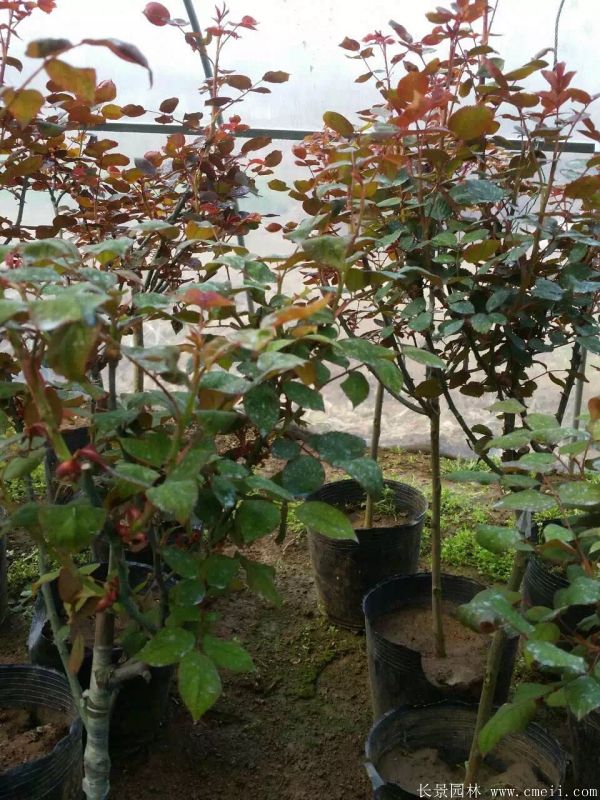 樹(shù)狀月季圖片基地實(shí)拍 樹(shù)狀月季圖片基地實(shí)拍