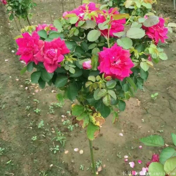 樹(shù)狀月季圖片基地實(shí)拍 樹(shù)狀月季圖片基地實(shí)拍