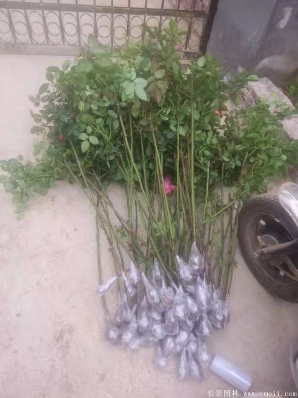 樹(shù)狀月季圖片基地實(shí)拍 樹(shù)狀月季圖片基地實(shí)拍