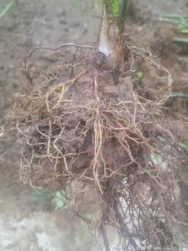 樹(shù)狀月季圖片基地實(shí)拍 樹(shù)狀月季圖片基地實(shí)拍