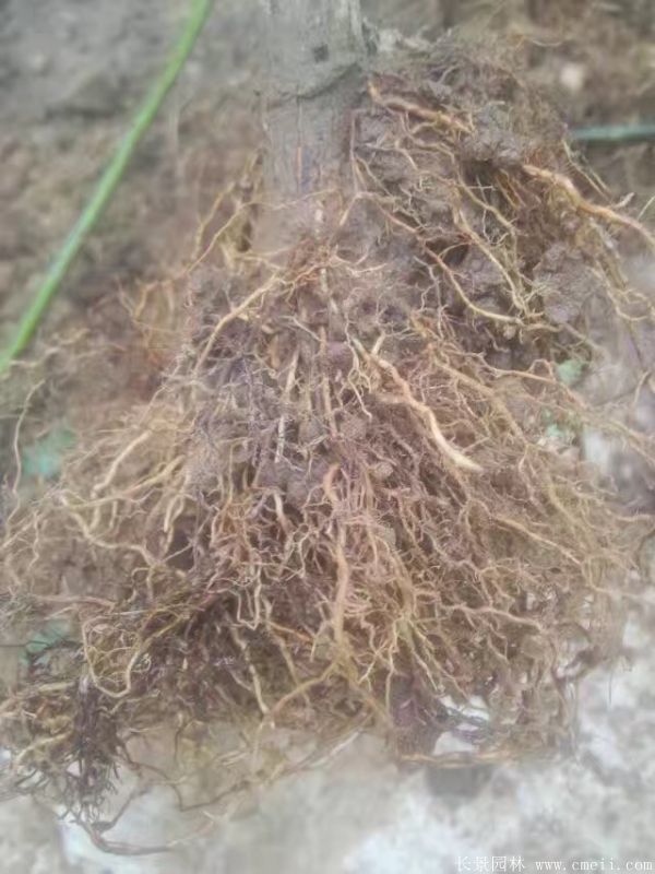 樹(shù)狀月季圖片基地實(shí)拍 樹(shù)狀月季圖片基地實(shí)拍