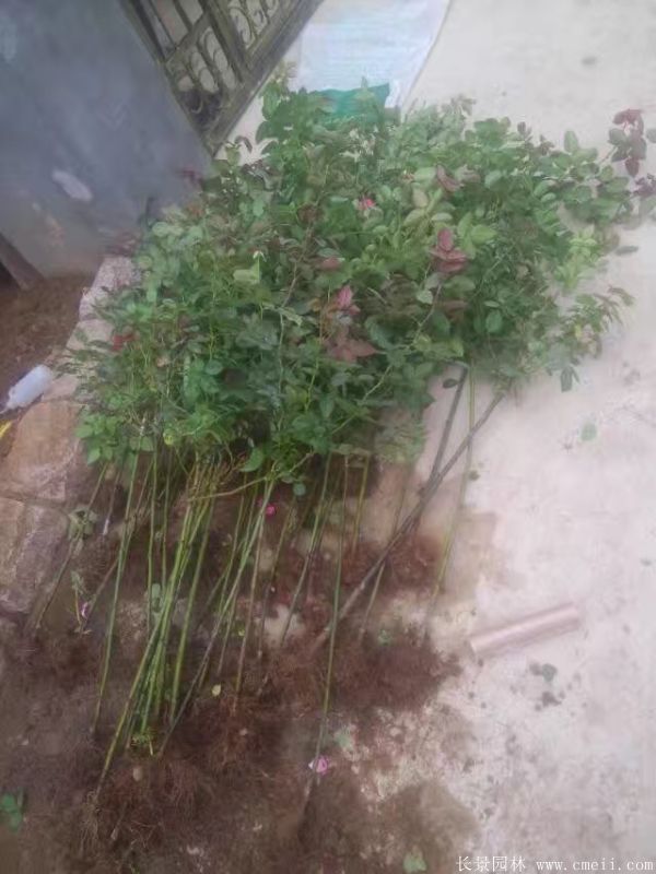 樹(shù)狀月季圖片基地實(shí)拍 樹(shù)狀月季圖片基地實(shí)拍