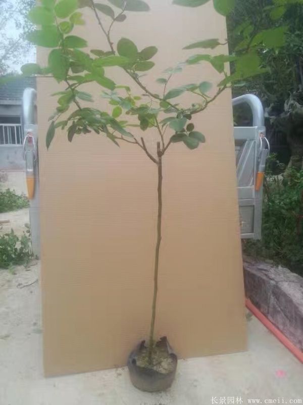 樹(shù)狀月季圖片基地實(shí)拍 樹(shù)狀月季圖片基地實(shí)拍