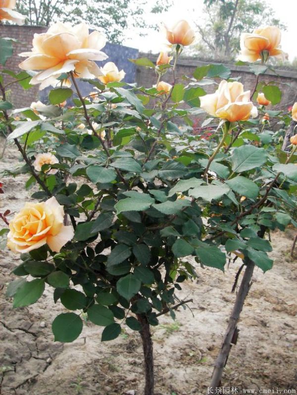 樹(shù)狀月季圖片基地實(shí)拍 樹(shù)狀月季圖片基地實(shí)拍