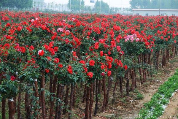 樹(shù)狀月季圖片基地實(shí)拍 樹(shù)狀月季圖片基地實(shí)拍