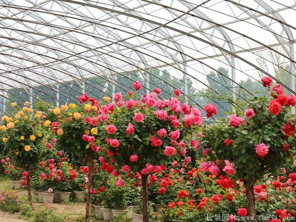 樹(shù)狀月季圖片基地實(shí)拍 樹(shù)狀月季圖片基地實(shí)拍