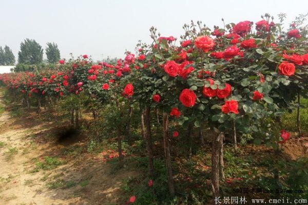 樹(shù)狀月季圖片基地實(shí)拍 樹(shù)狀月季圖片基地實(shí)拍