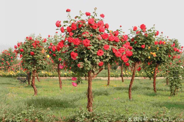 樹(shù)狀月季圖片基地實(shí)拍 樹(shù)狀月季圖片基地實(shí)拍