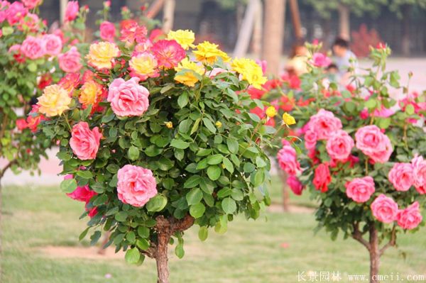 樹(shù)狀月季圖片基地實(shí)拍 樹(shù)狀月季圖片基地實(shí)拍