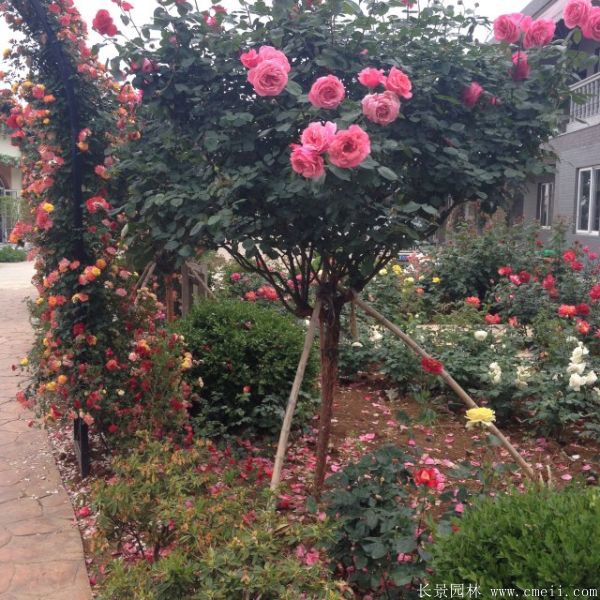 樹(shù)狀月季圖片基地實(shí)拍 樹(shù)狀月季圖片基地實(shí)拍