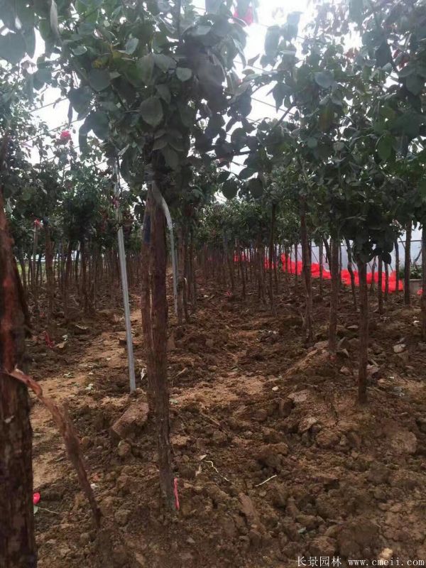 樹(shù)狀月季圖片基地實(shí)拍 樹(shù)狀月季圖片基地實(shí)拍