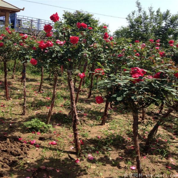 樹(shù)狀月季圖片基地實(shí)拍 樹(shù)狀月季圖片基地實(shí)拍