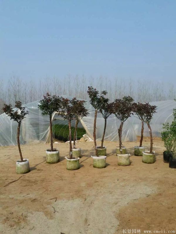 樹(shù)狀月季圖片基地實(shí)拍 樹(shù)狀月季圖片基地實(shí)拍