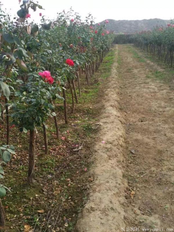 樹(shù)狀月季圖片基地實(shí)拍 樹(shù)狀月季圖片基地實(shí)拍