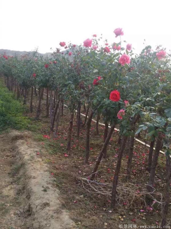 樹(shù)狀月季圖片基地實(shí)拍 樹(shù)狀月季圖片基地實(shí)拍