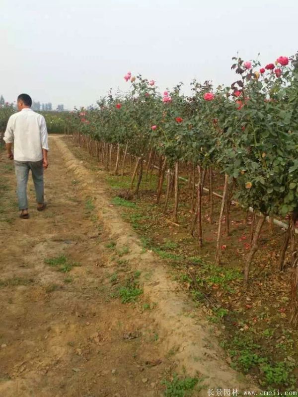 樹(shù)狀月季圖片基地實(shí)拍 樹(shù)狀月季圖片基地實(shí)拍